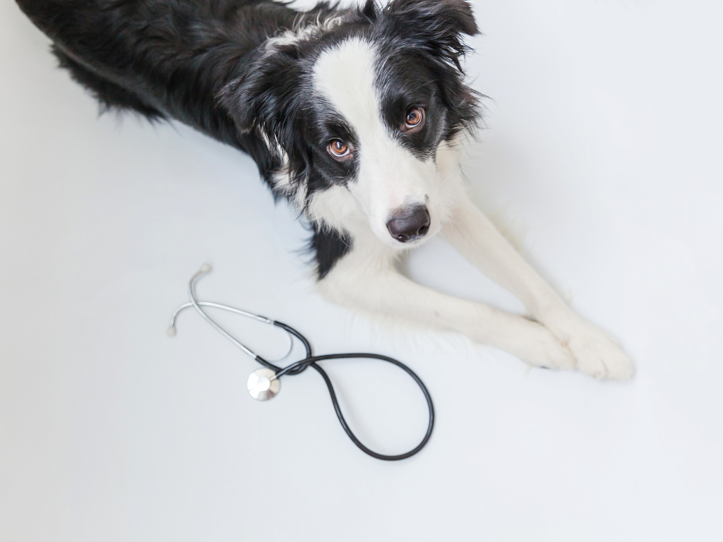 How to Build a Robust Team of Veterinary Professionals