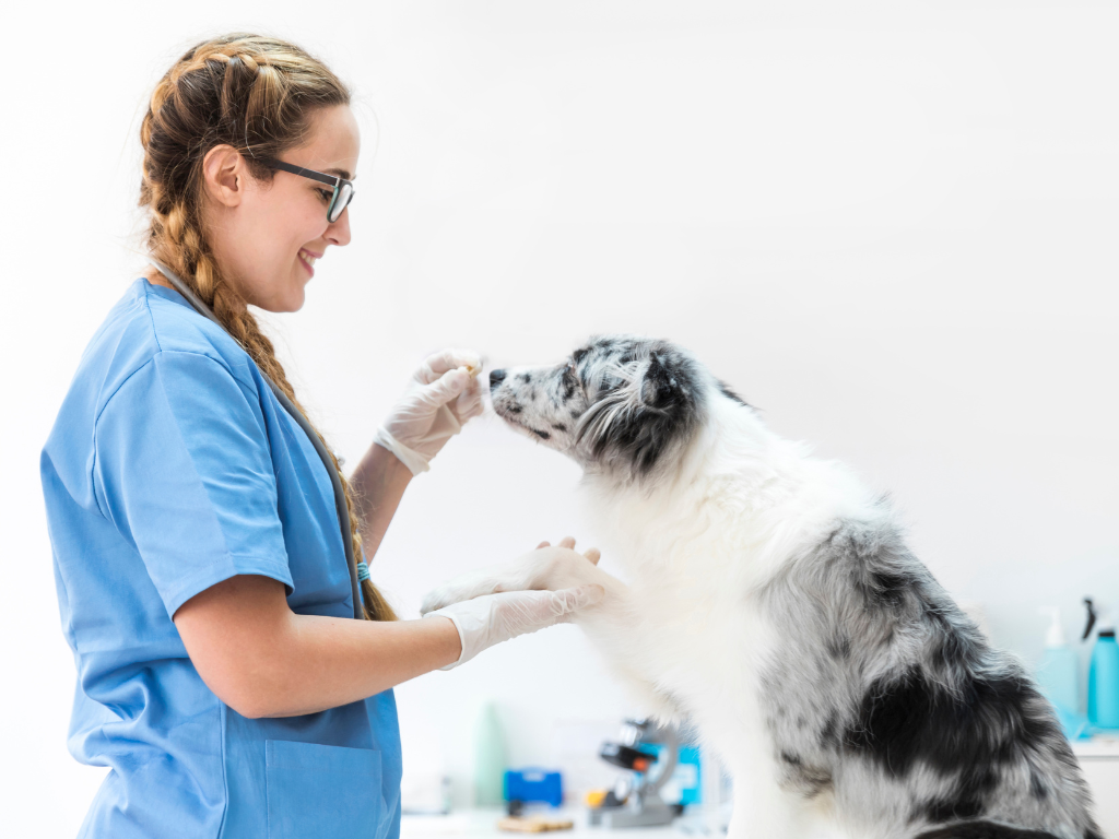 Are You Paying Your Veterinary Technicians Enough?