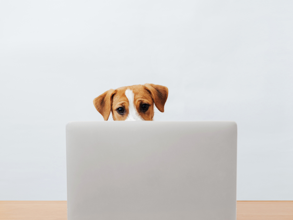Going Serverless—What Are Your Veterinary Practice Management Software Options?