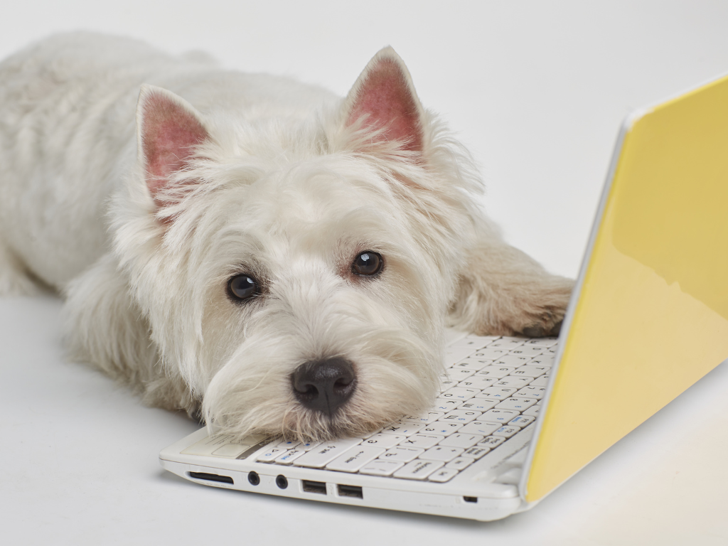 5 Ways Veterinary Phone Systems Can Enhance the Client Experience