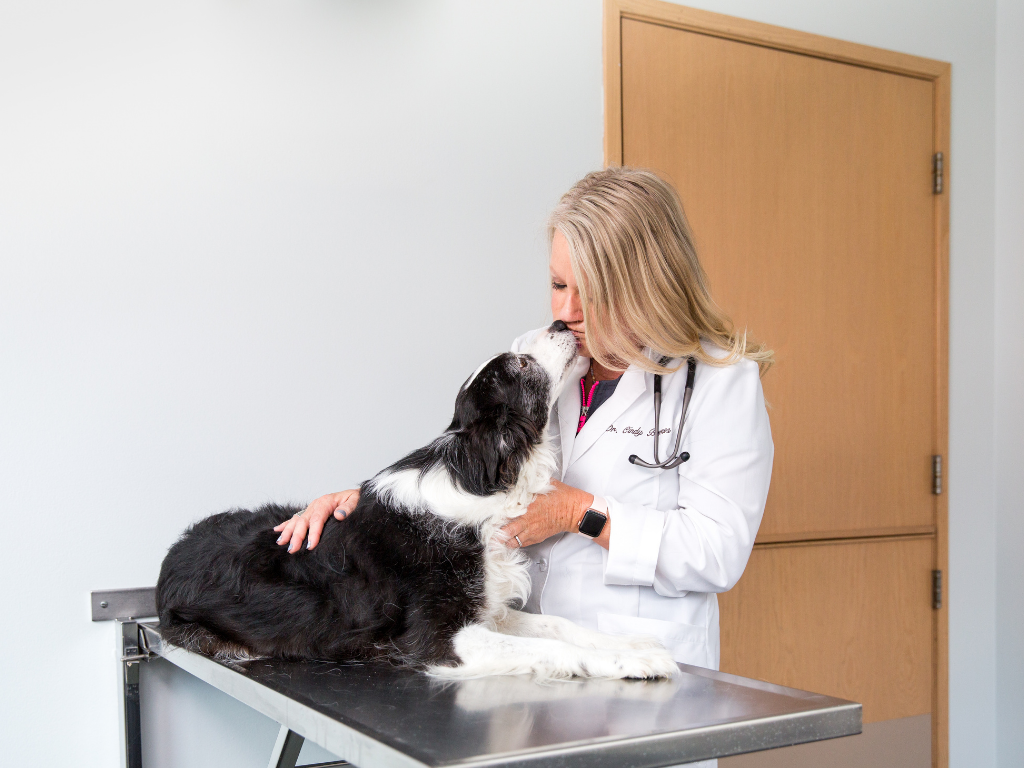 Setting Sky-High Goals: Making the Switch to Cloud-Based Veterinary Practice Management Software