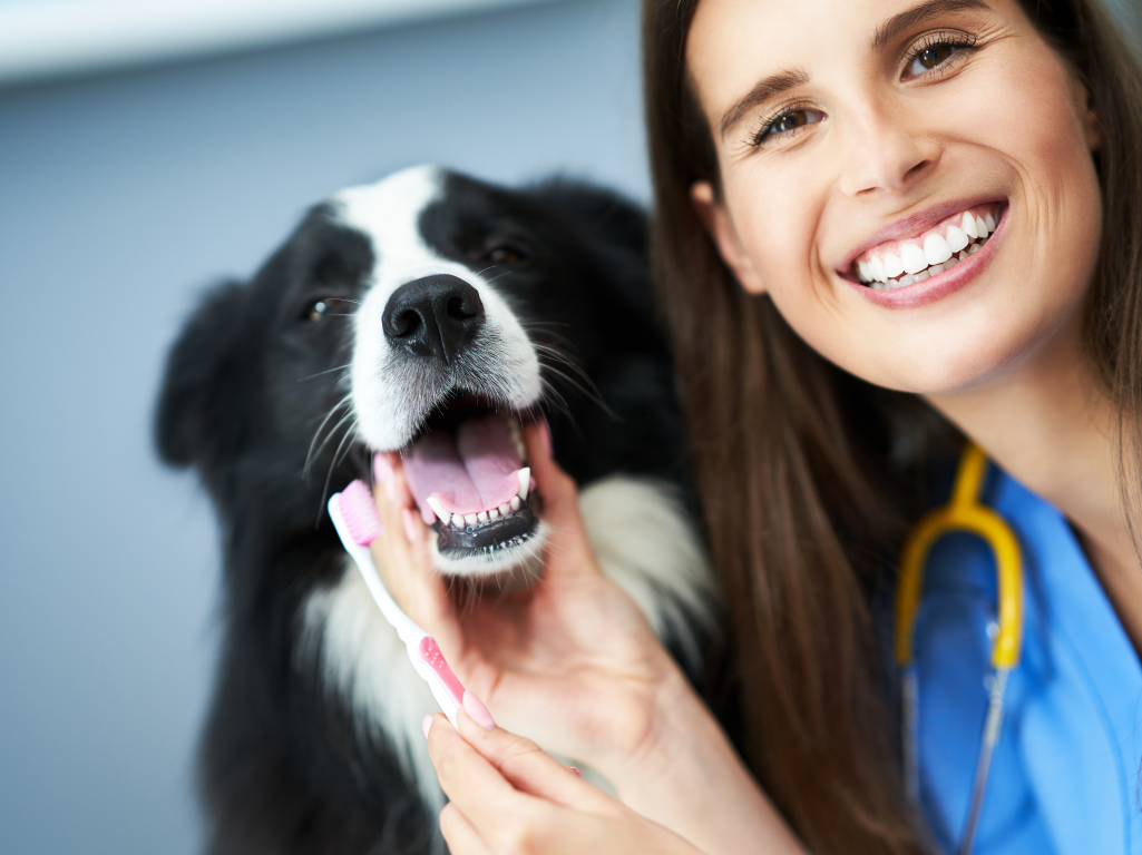 Pet Dental Health Month Is a Leadership Opportunity, Not a Promotion