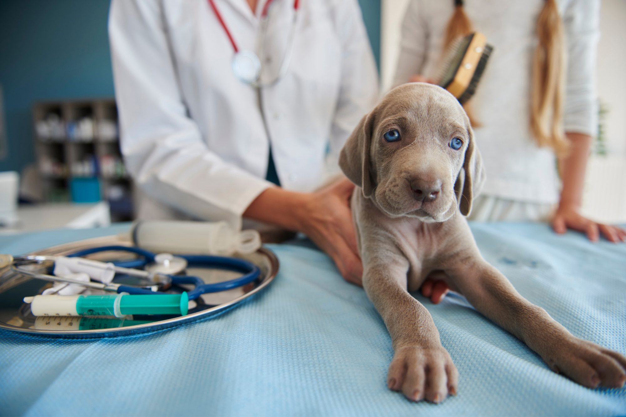 National Puppy Day: Revenue-Boosting Marketing Strategies for Your Practice