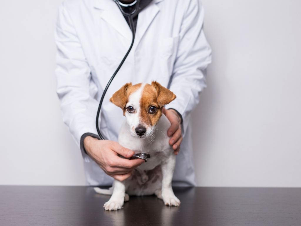 The Best Vet Financing Options for Your Clients