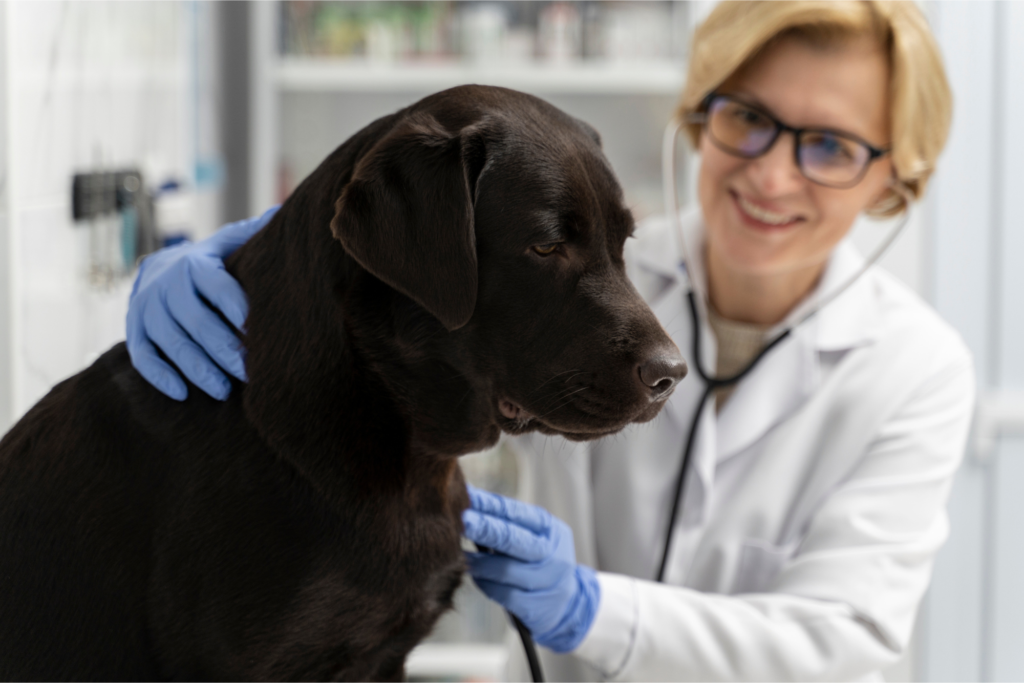 Top Veterinary Software for Independent Practices: What Actually Matters in the Exam Room