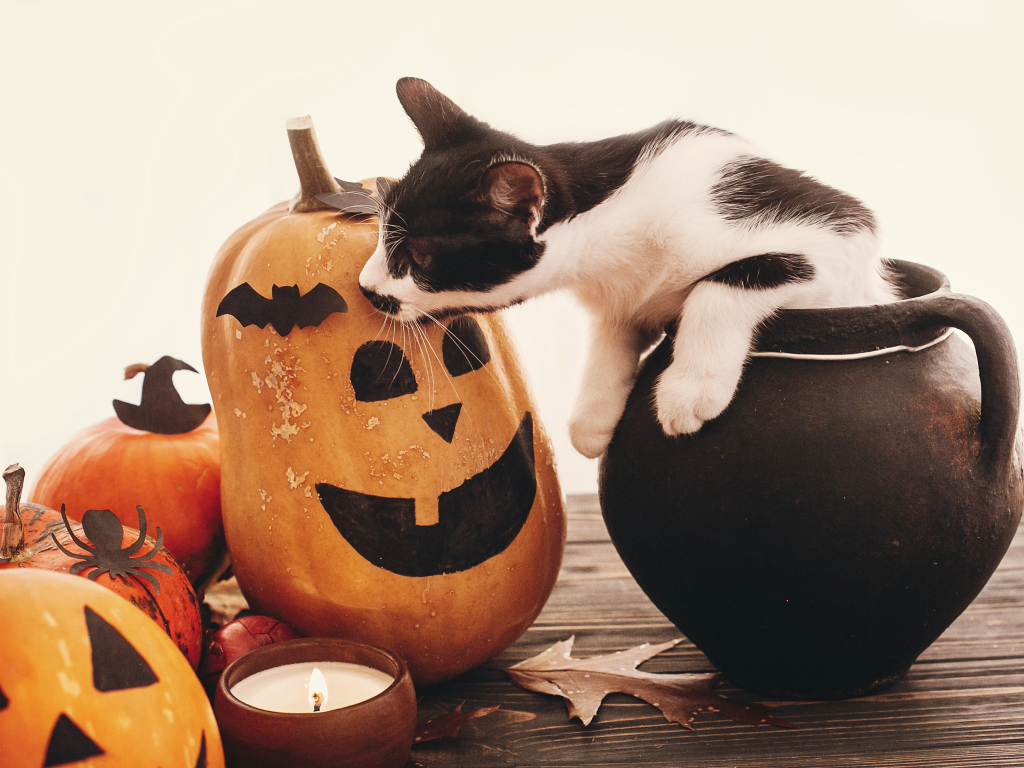 Haunted Hounds & Happy Homes: Helping Clients (and Ourselves) Navigate Halloween