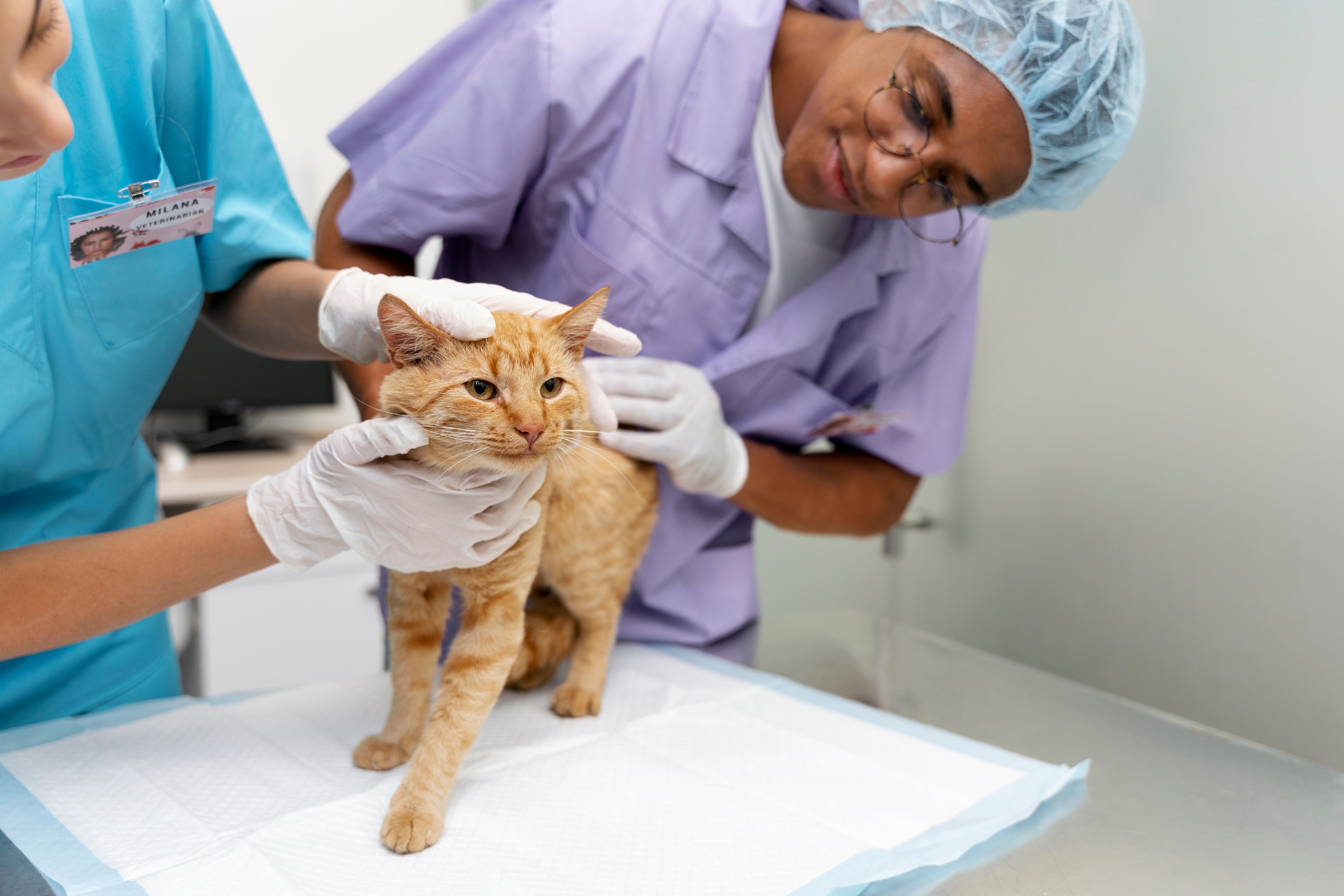 The Veterinary Efficiency Ceiling: Why Technology Matters More Than Hiring in 2026