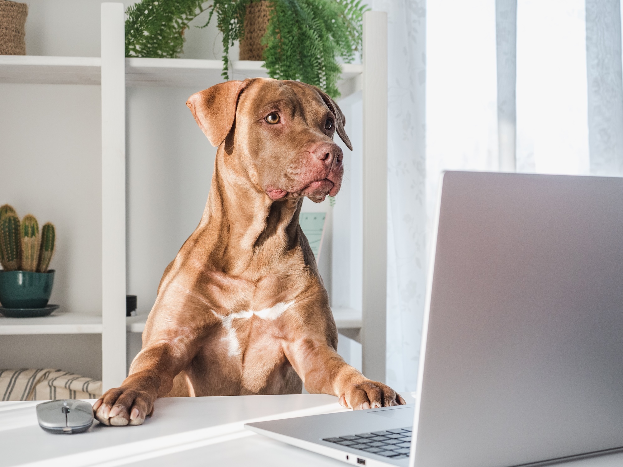 The Difference Between ‘More Features’ and ‘Less Friction’ in Veterinary Software