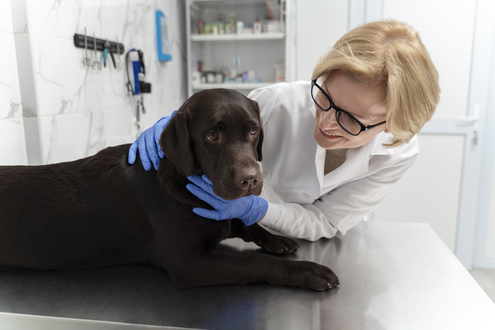 Reduce Friction and Increase Veterinary Workflow Efficiency