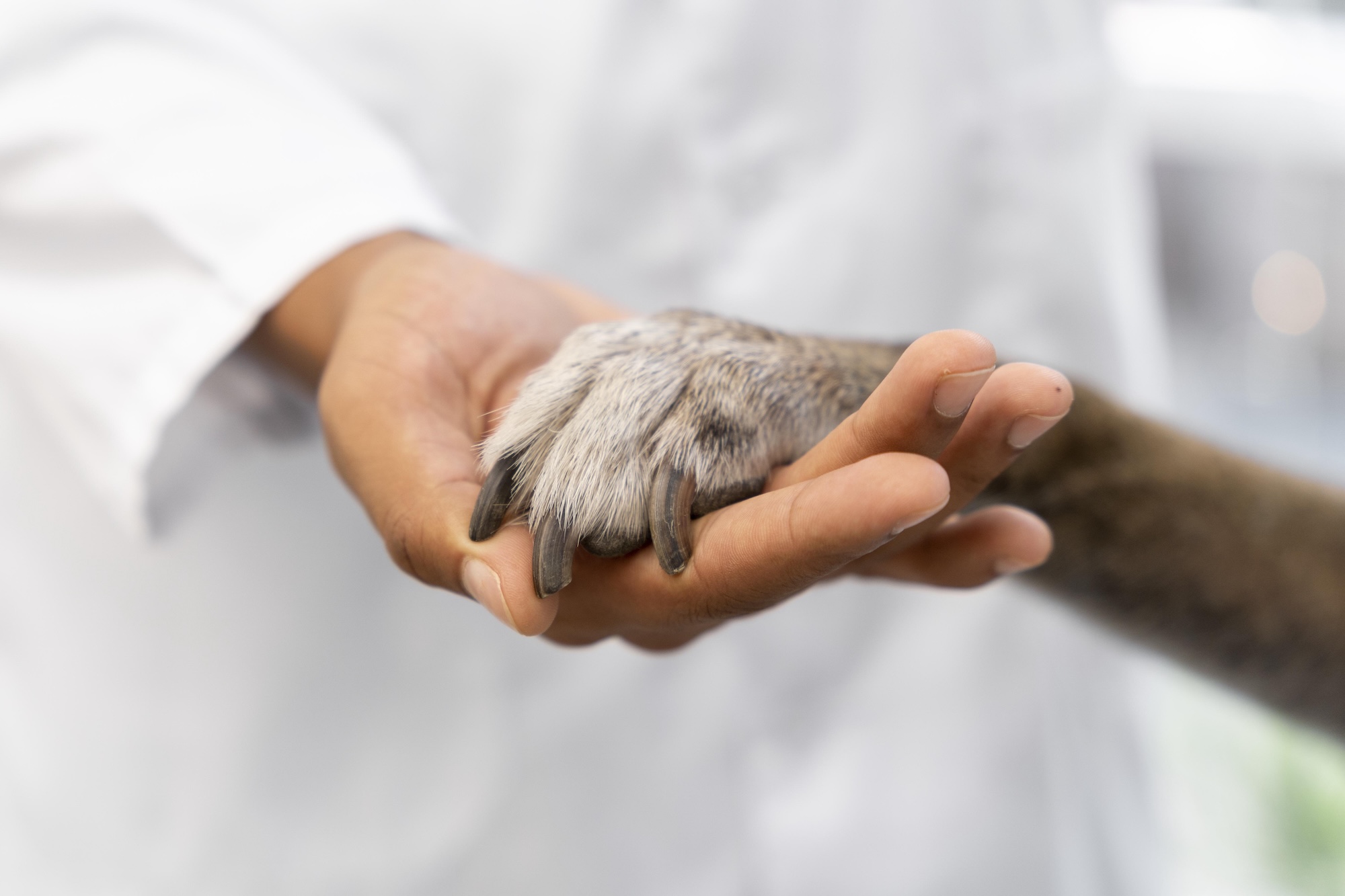 World Veterinary Day: Real Wins to Celebrate on April 25