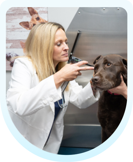 Vet and dog