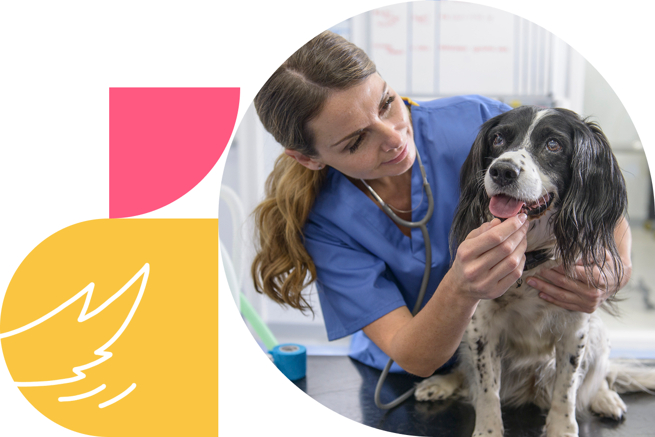 Shepherd veterinary practice management software for GP clinics