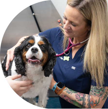 Vet with dog