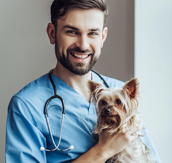 A smiling veterinarian holding a Yorkshire terrier